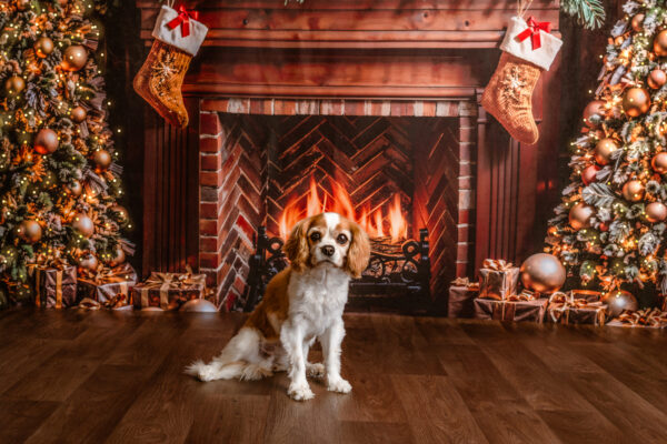 Christmas Mini Sessions 2025 - Image 4